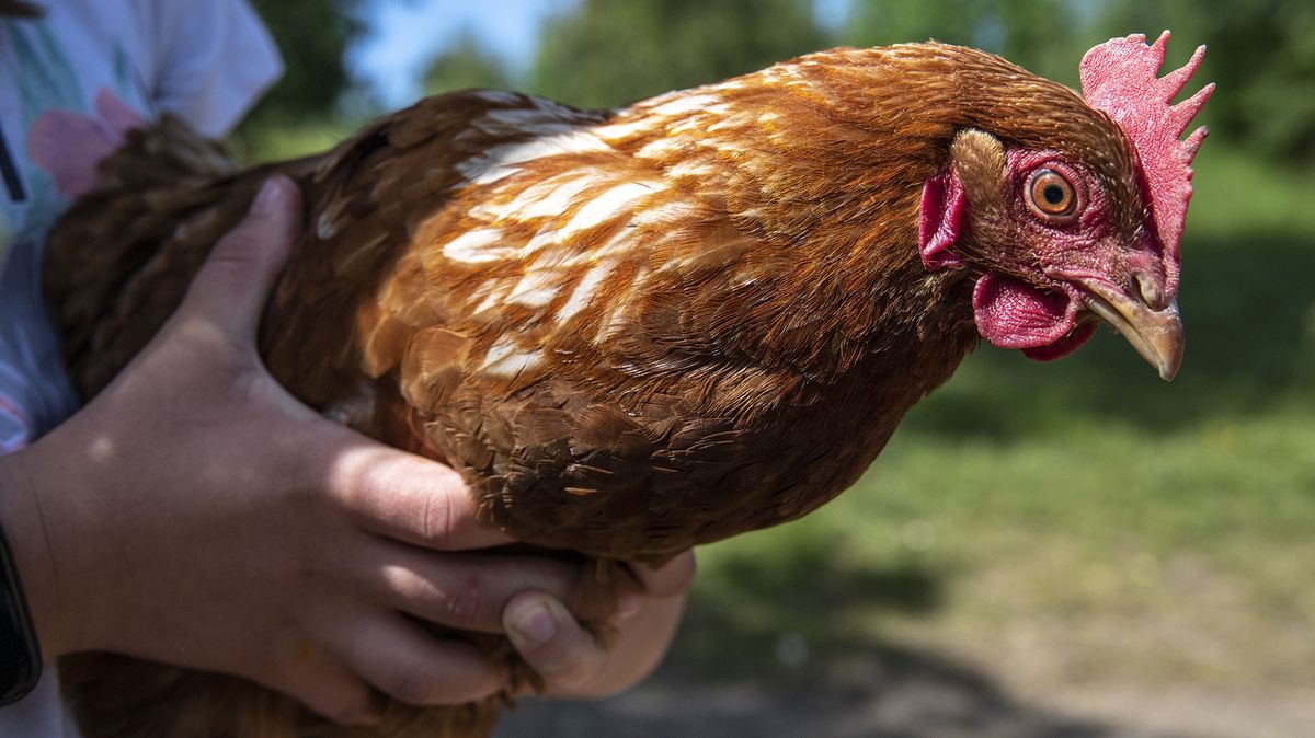 Prodeje na farmách jedou. Vejce za 12 Kč i prémiové steaky jdou na dračku