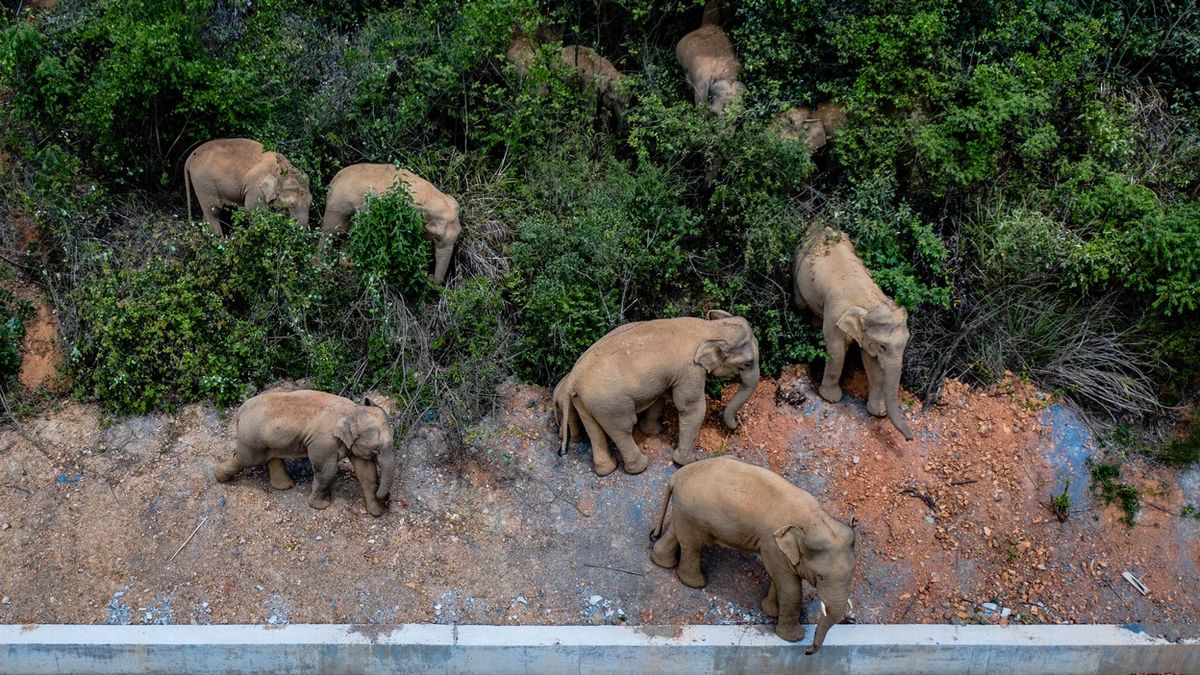 Fotky: Čínou putuje stádo divokých slonů. Špatný vůdce je svedl z cesty