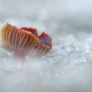 Voskovka šarlatová v ranní rose s pavučinou zachycená  na snímku Jeremyho Lintotta na kriketovém hřišti Ebernoe v západním Sussexu.