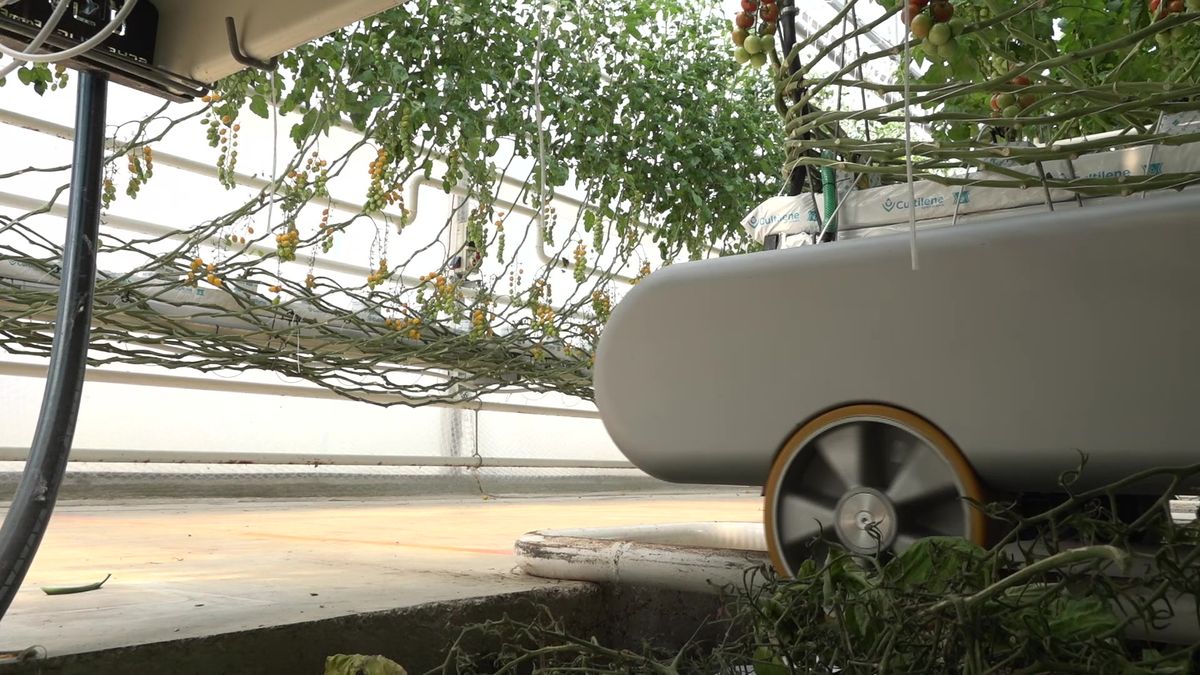 Česká farma nasadila robotického agronoma. Hlídá škůdce, listy a počítá úrodu