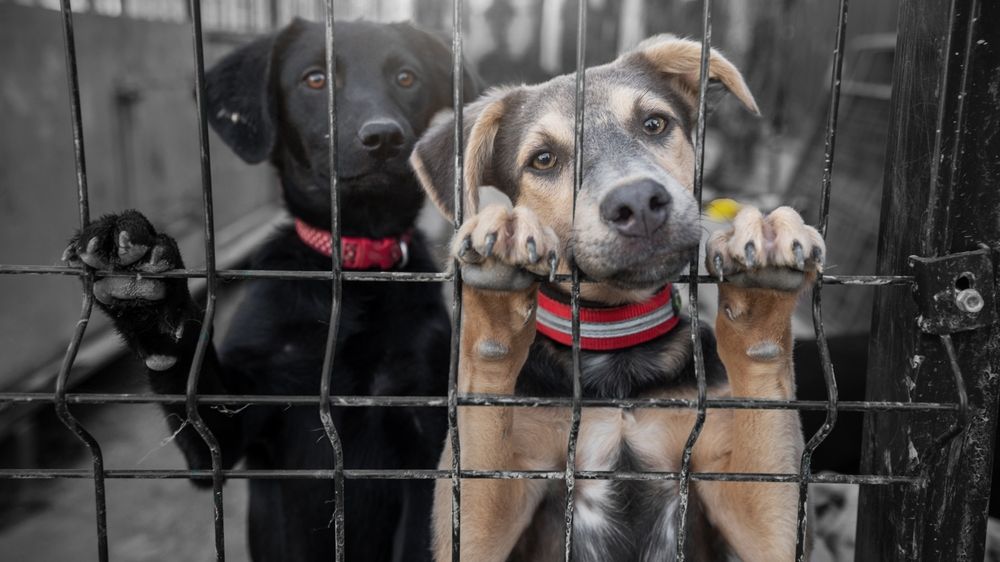 Zločin proti přírodě skoro každý den. Přibylo nejen týrání zvířat