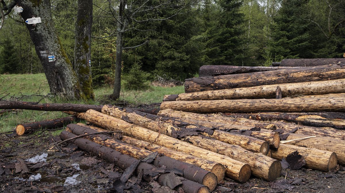 Lesům ČR klesl zisk meziročně o pětinu