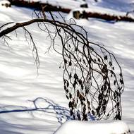 Národní park České Švýcarsko pod sněhem.