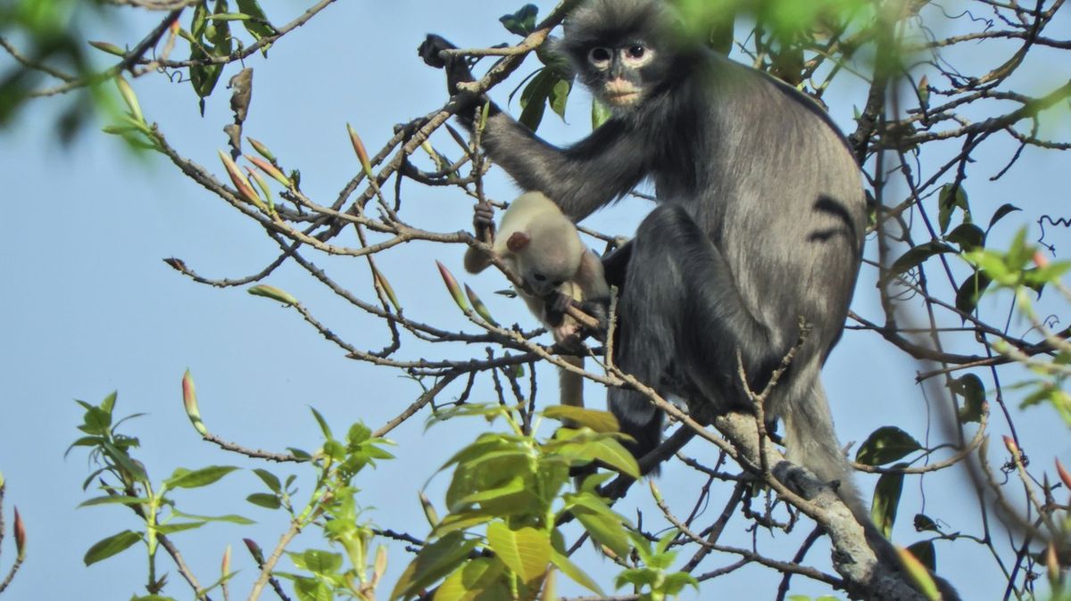 Vědci popsali nový druh opice. Podobných objevů prý může přibývat