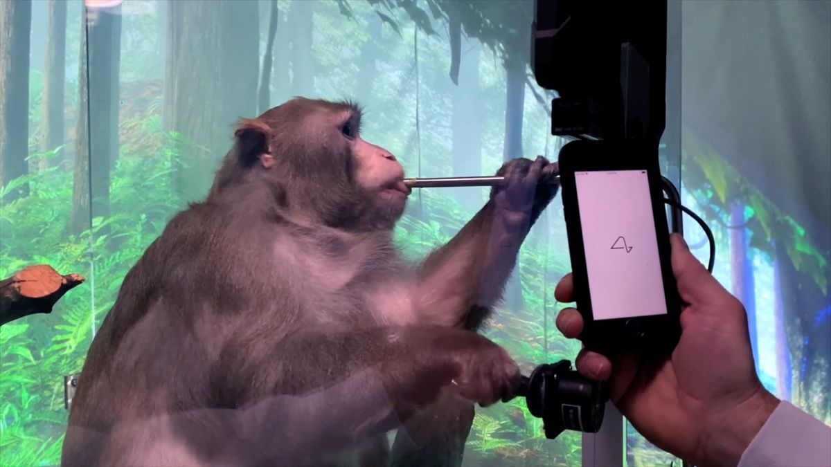 Video: Opice hraje hru jen pomocí mysli. Přijít prý může i Jurský park