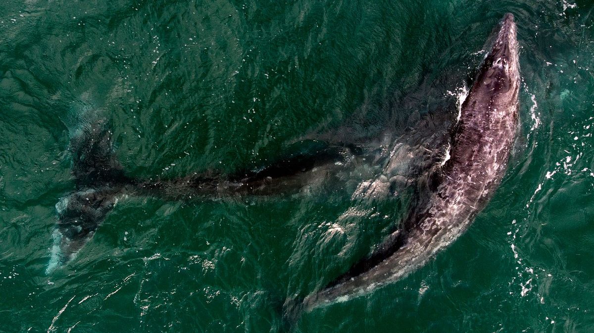 Šedé velryby zahájily pářící tance. Podívejte se na mnohatunovou eleganci