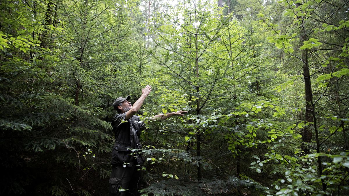 Nový zákon má změnit české lesy. „Zvěře je příliš,“ říkají vlastníci