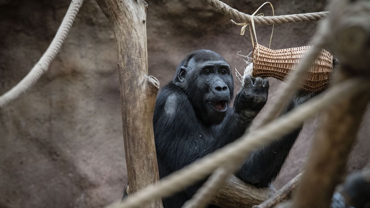 Pražská zoologická zahrada zvýší vstupné, přes internet lidé zaplatí méně