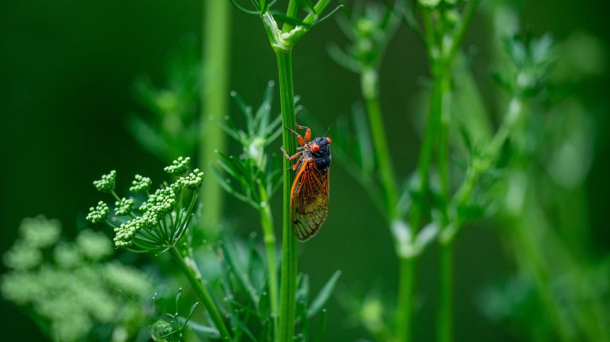 Lidé mající strach z hmyzu se v USA připravují na šest týdnů pekla