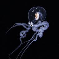 Malá chobotnice vyfocená 100 metrů pod hladinou oceánu v Anilao na Filipínách. Vyfotil Pietro Cremone.