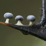 Hlenky na listu cesmíny v lesích Hertfordshire vyfotil Andy Sands.