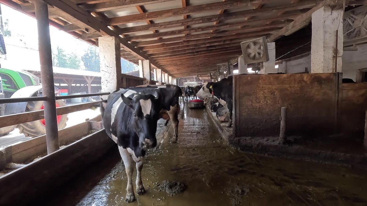 Do chléva nasadili robota. Krávy už nepotřebují tolik antibiotik