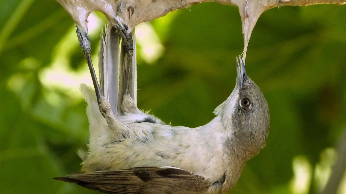 Krutý způsob lovu zpěvných ptáků dostal stopku. Ovšem jenom dočasnou