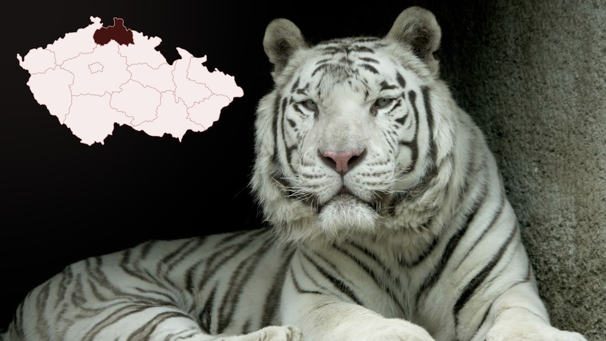 Liberecká zoo musela utratit samce bílého tygra, má už jen samici