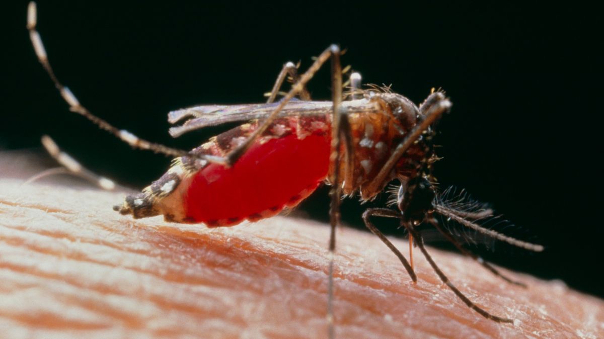 Vědci upravili komáry, aby nakazili 300 tisíc lidí. Infence klesla o 77%