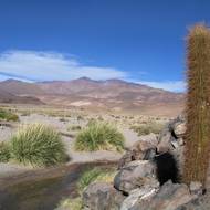 Atacama a vůbec severní část Chile je rájem pro kaktusáře.