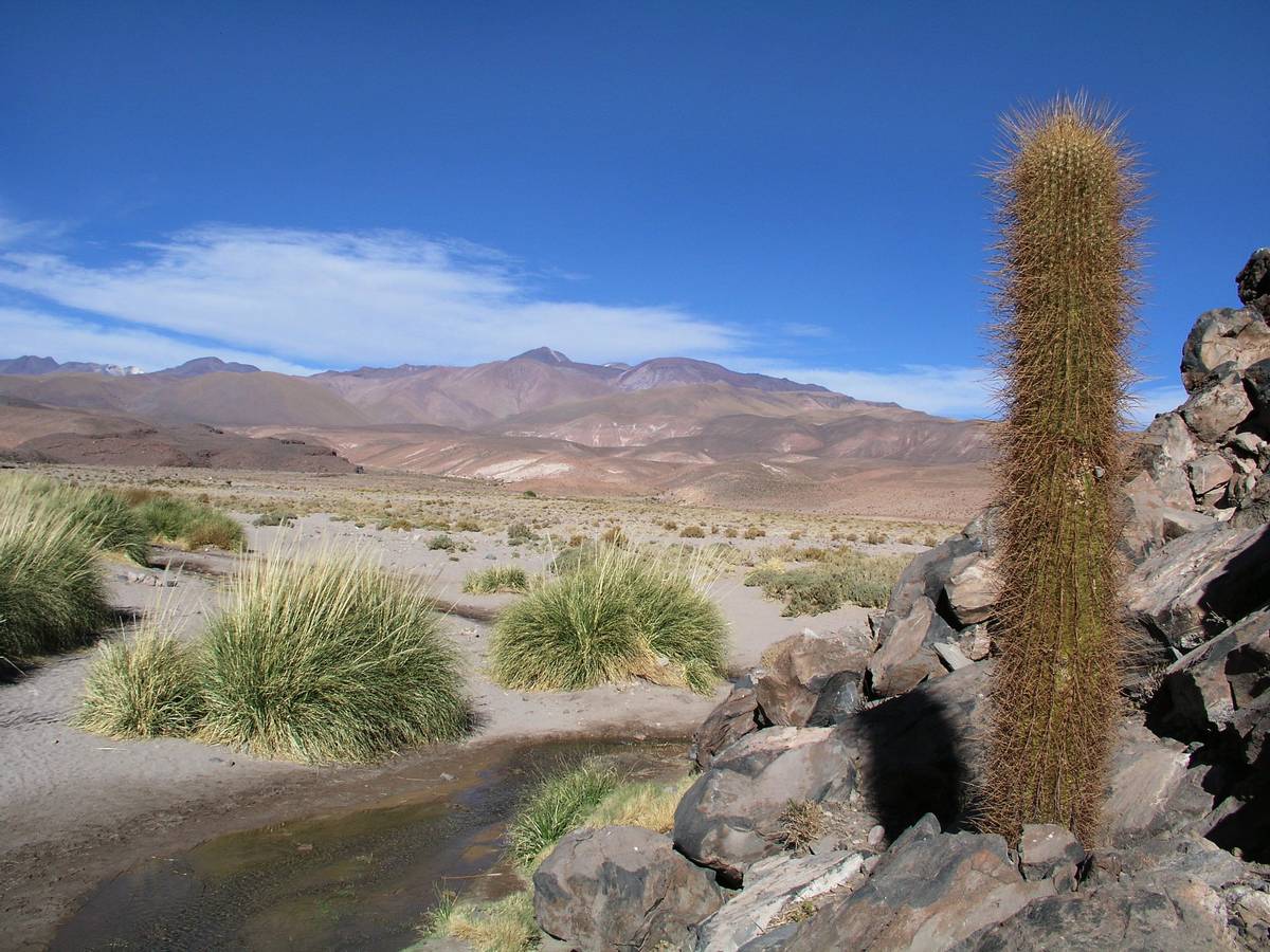 Atacama a vůbec severní část Chile je rájem pro kaktusáře.