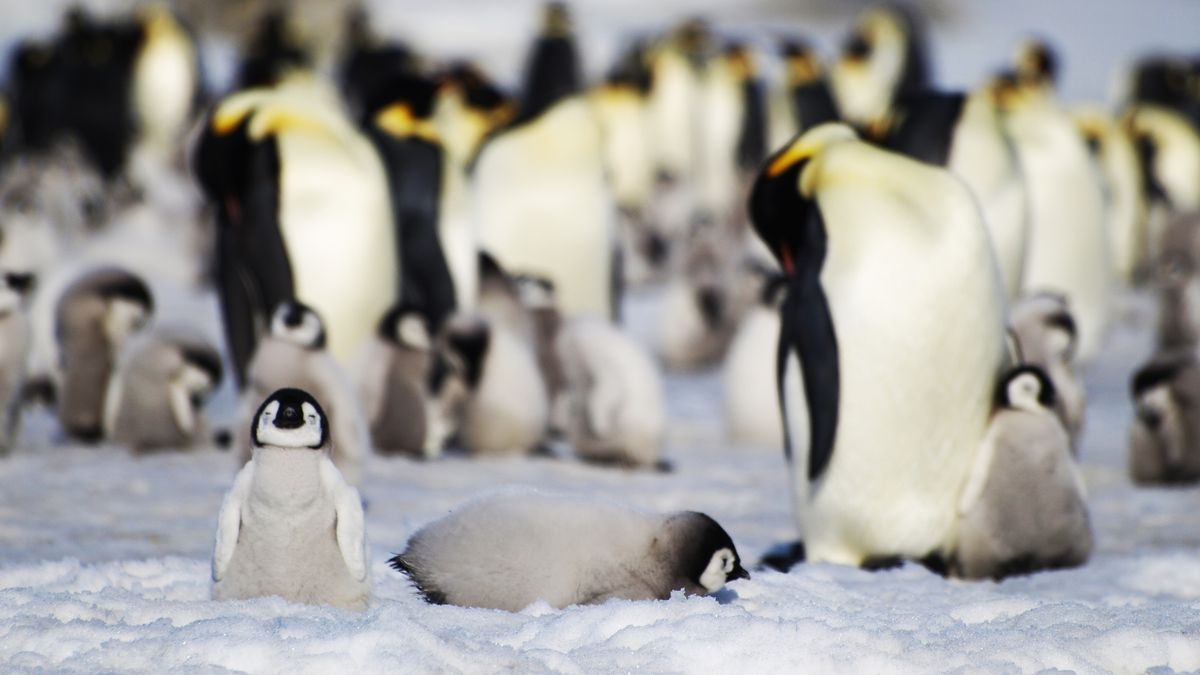 Fotky z vesmíru ukazují nové kolonie tučňáků, odhalil je jejich trus