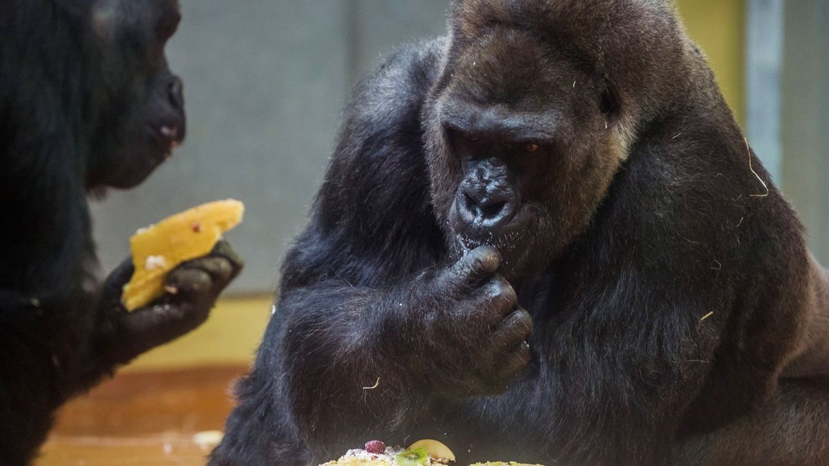 Pavilon goril v pražské zoo za 300 milionů by měl být hotov na podzim 2022
