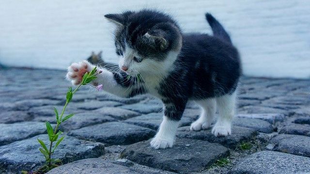Klášterec nad Ohří řeší problémy spojené s toulavými kočkami