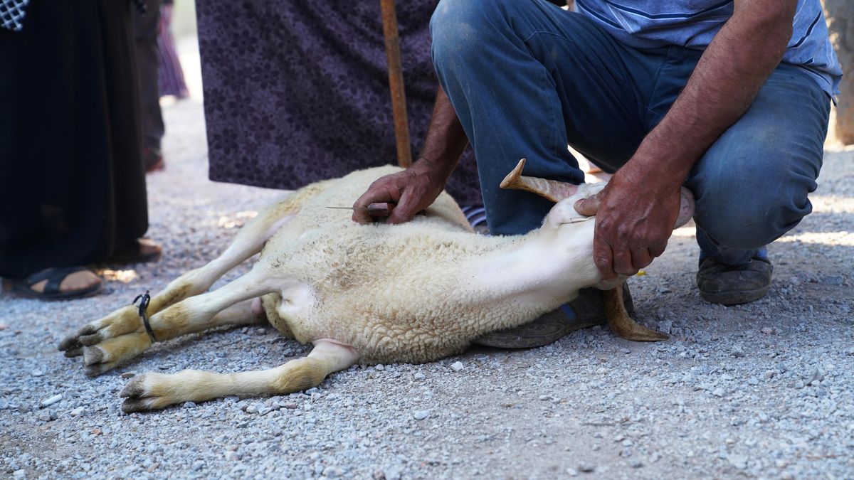 Jatka budou moci rituálně porážet. Návrh se vrací v mírnější podobě