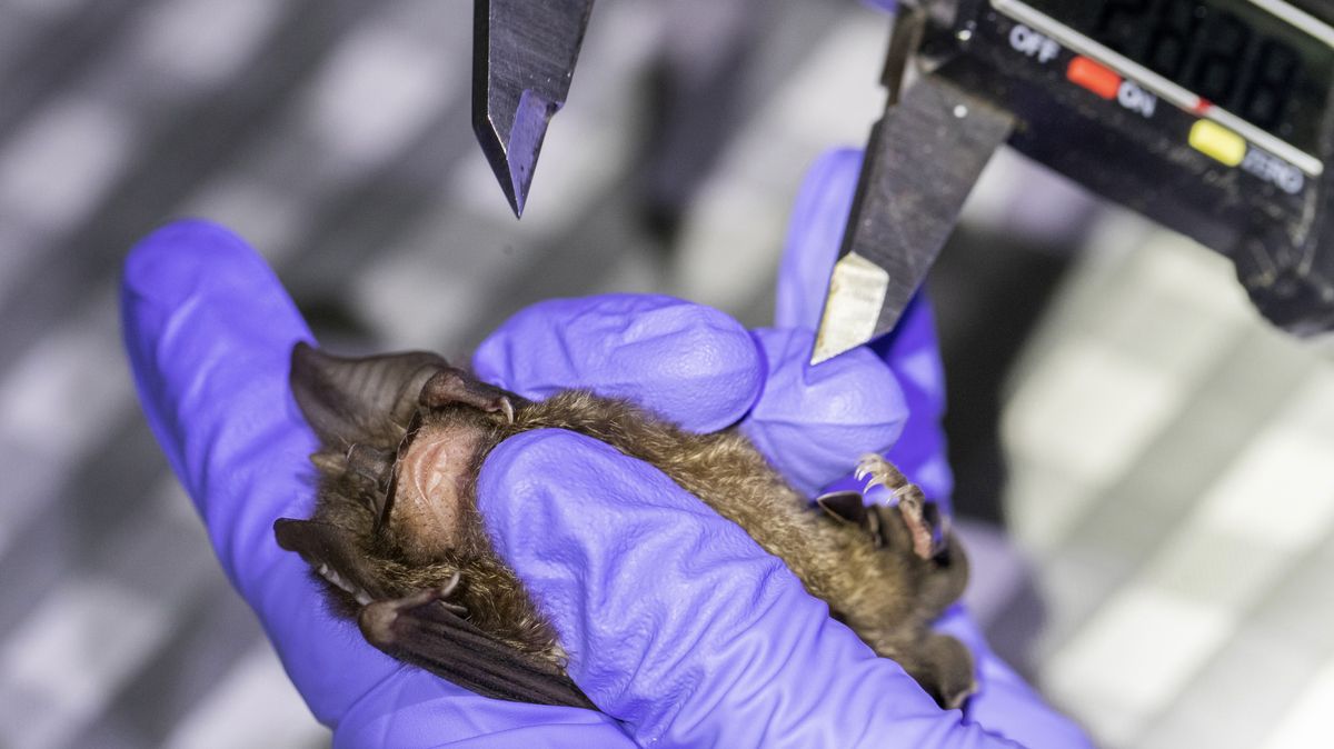 Do nitra jeskyní: V Thajsku testují netopýry jako možné původce koronaviru