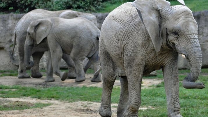 Zlínská zoo si vezme úvěr na zařízení pro slony i Jaguar Trek