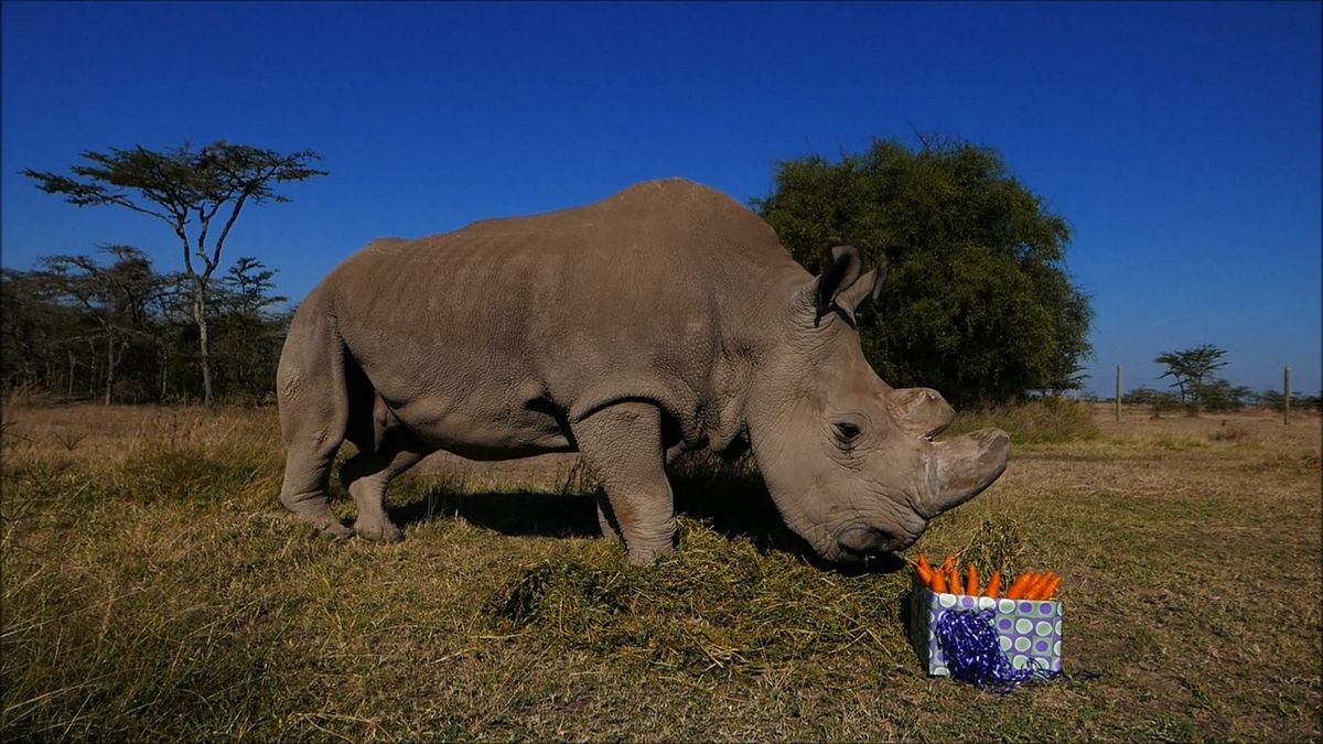 Vědci vytvořili další tři embrya ohrožených nosorožců