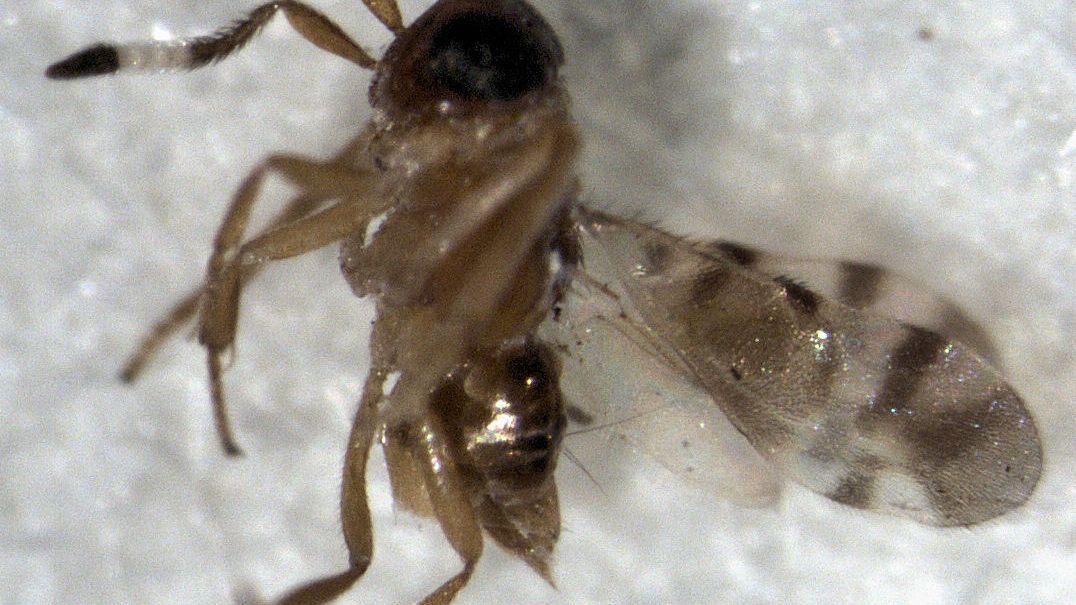 Vyhynutí vzácného ptáka na Slavičích ostrovech zabránily parazitické vosy