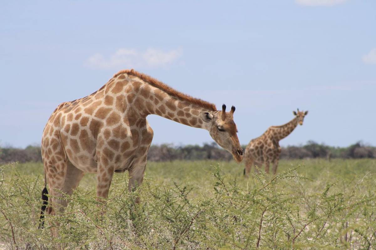 Žirafy, Etosha