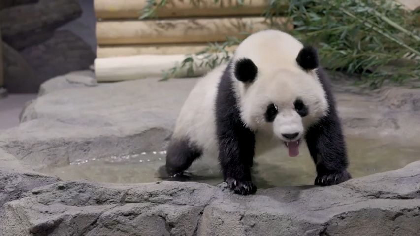 Video: Pandí diplomacie. Čína znovu půjčila zvířata americké zoo