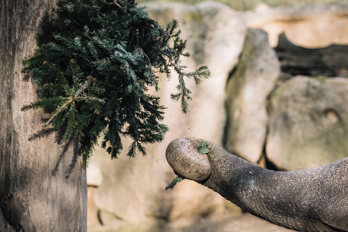 A z připevněných stromků si odtrhávají kusy jehličí.