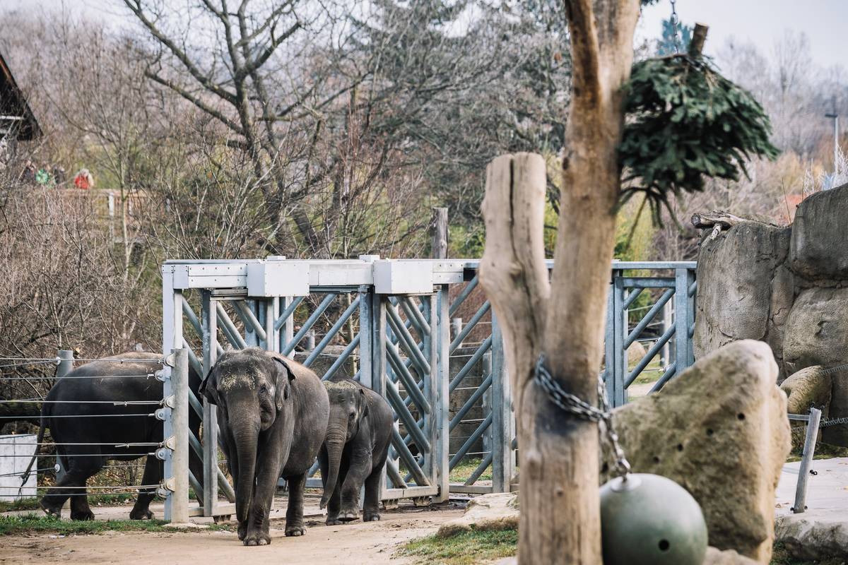 Sloni vchází do výběhu, kde na ně čekají neprodané vánoční stromky.