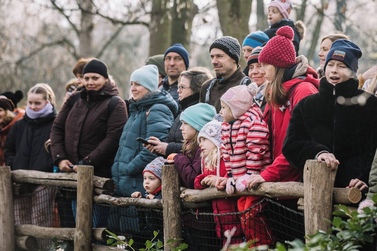 Předání neprodaných vánočních stromečků přihlížejí návštevníci pražské zoo. Pro návštevníky je také připraven komentář krmení.