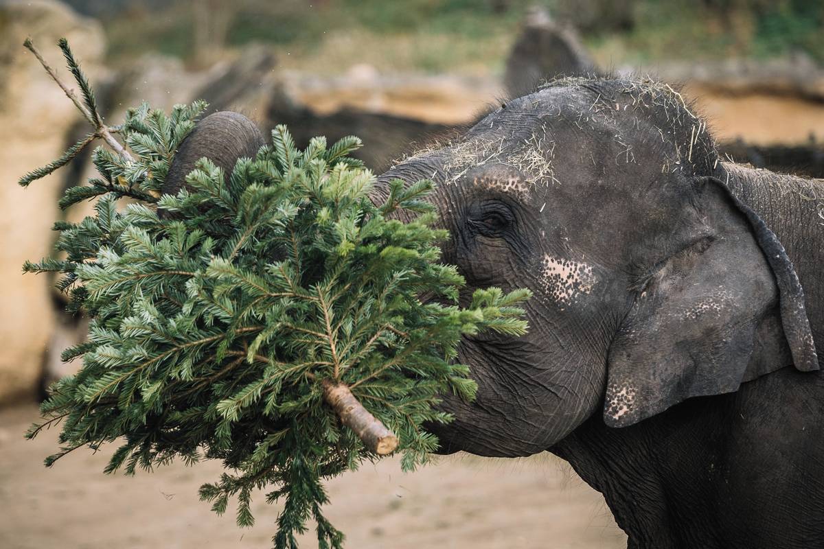 Sloni dostávají neprodané vánoční stromky, aby se předešlo třeba zapomenutým kusům ozdob.