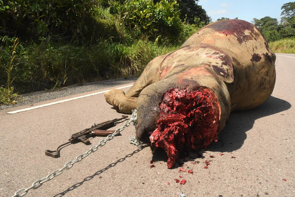 Mrtvý slon pralesní, zabitý kvůli slonovině.