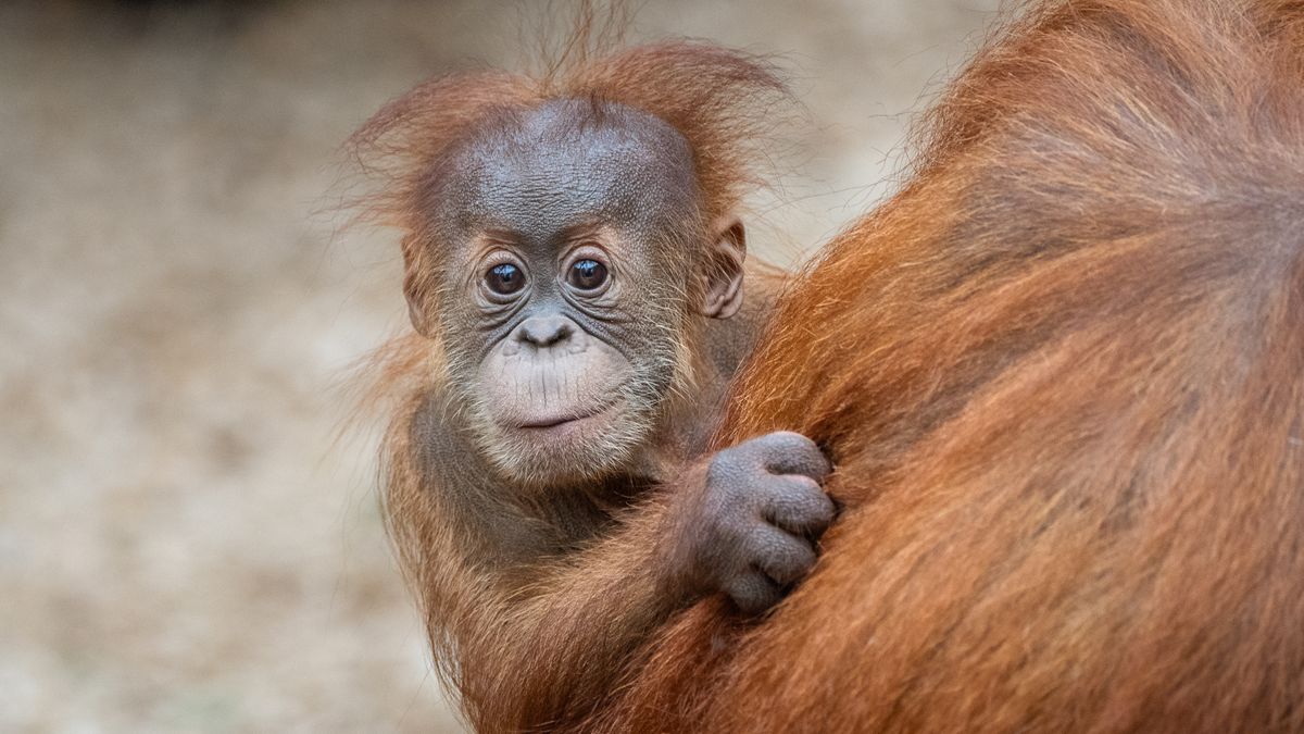 Mladí a neklidní: 15 nejzajímavějších přírůstků v českých zoo. Který se vám nejvíc líbí?