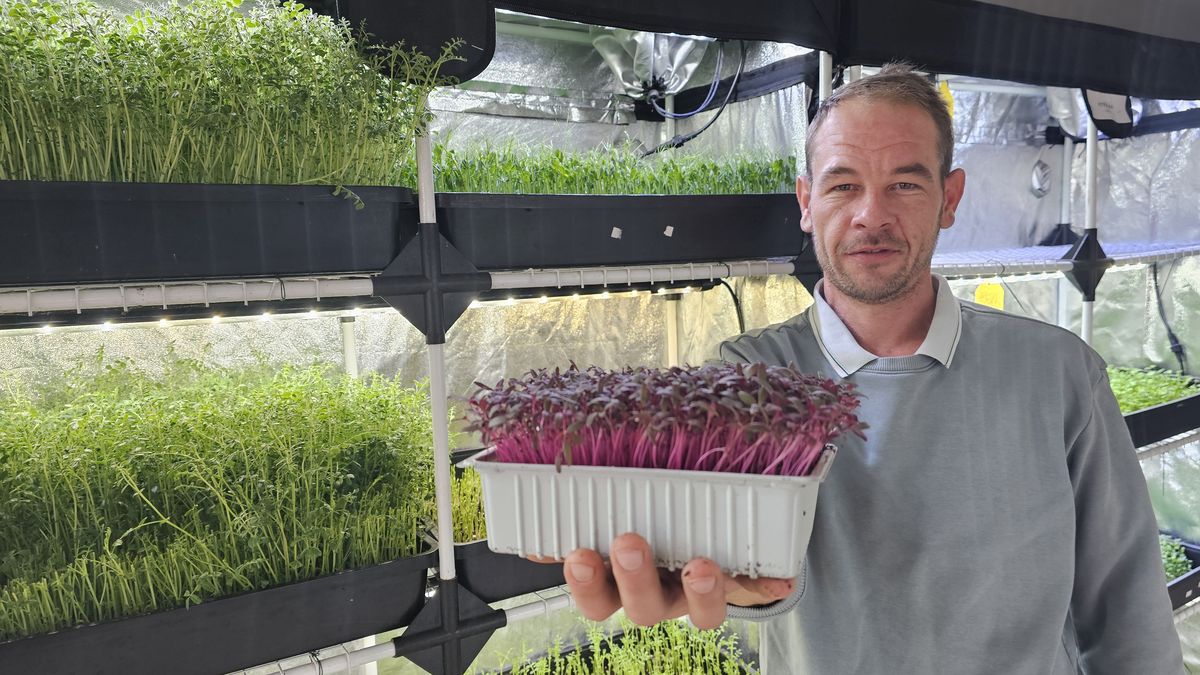 Mikrobylinky: Malé rostliny dobývají svět gastra a míří do kosmu