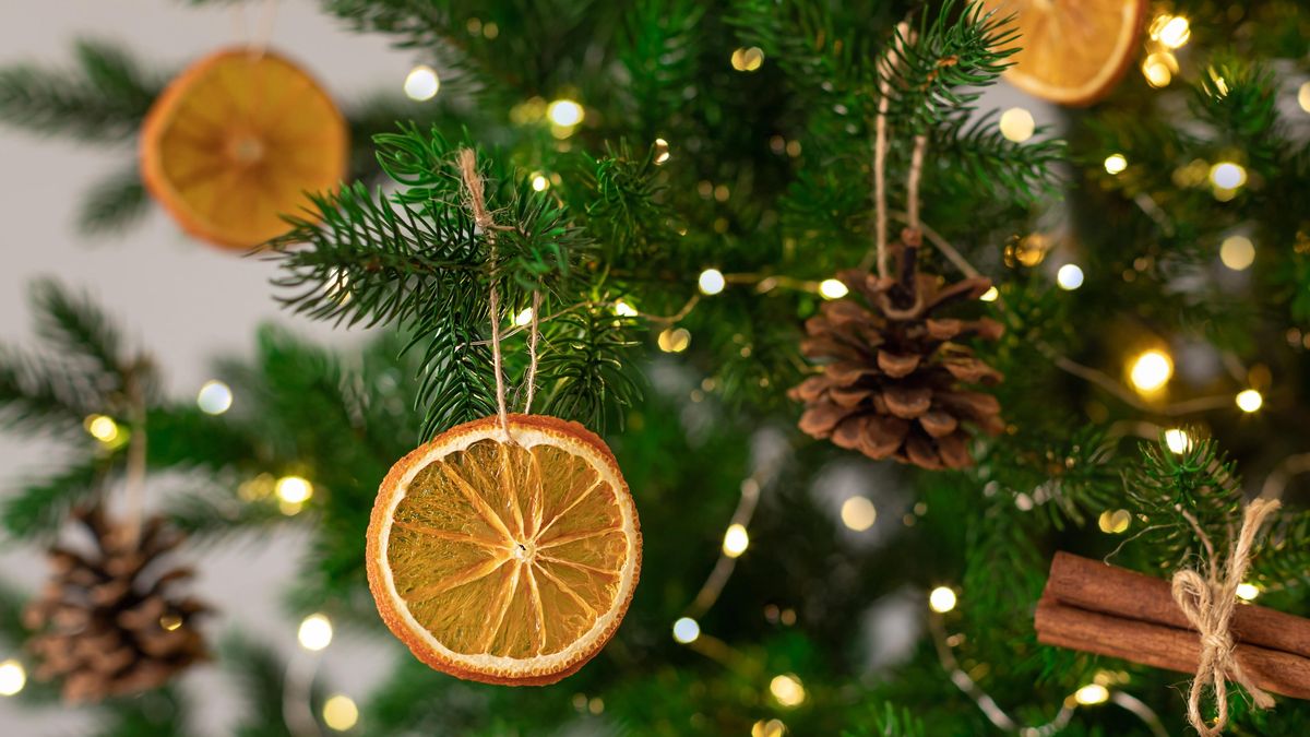 Vánoční stromky letos zdraží i o pět procent, jedle vyjde až na 1100 korun