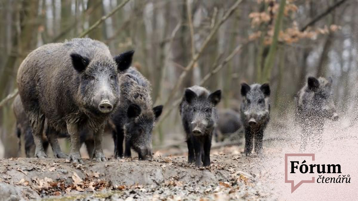 Myslivci nestíhají a pak si stěžují, píší čtenáři o policejním odlovu prasat
