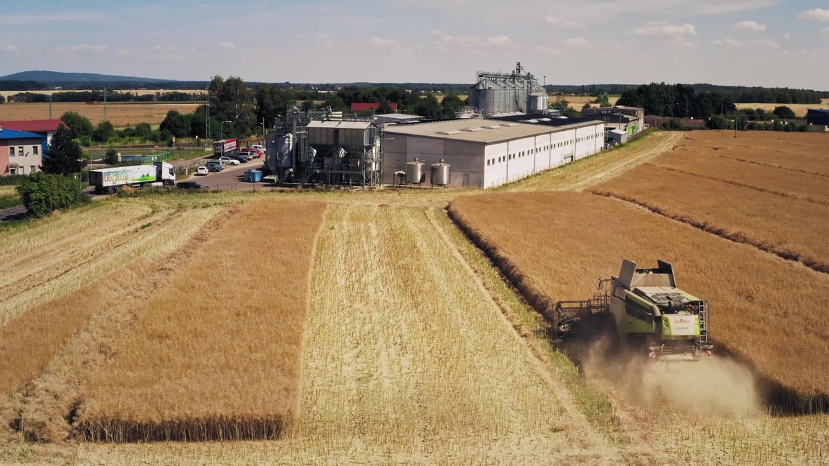 Český výrobce olejů varuje: Slabá sklizeň řepky vyžene vzhůru ceny