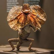 Národní muzeum - expozice - Zázraky evoluce