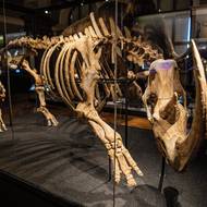 Národní muzeum - expozice - Okna do pravěku