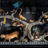 Národní muzeum - expozice - Zázraky evoluce