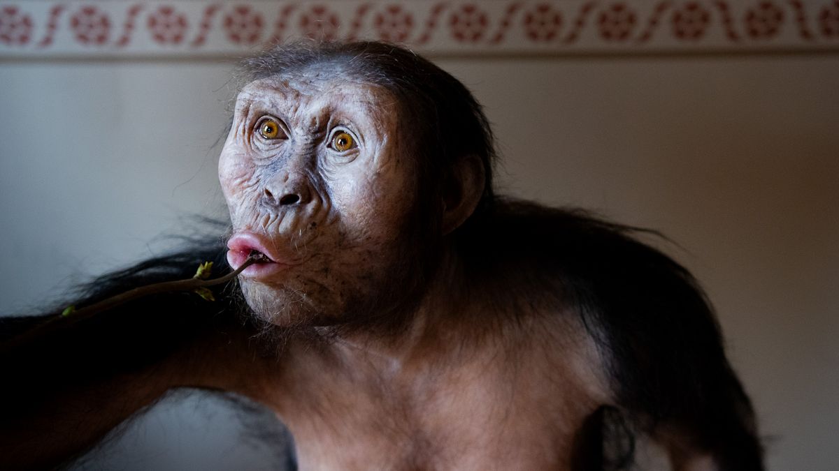 Nejslavnější kostra k vidění v Praze. Národní muzeum vystaví australopitéka Lucy