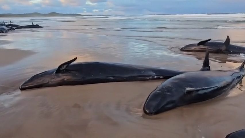 Video: V Tasmánii uvázlo na pláži 157 kosatek, snahy o záchranu nevyšly