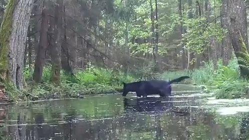 Video: Fotopasti v Polsku zachytily unikátní černé vlky