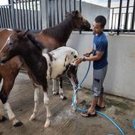 Syekh Ubaidillah Ahror má údajně na tři sta koní, některé dovezené až z Anglie nebo Arábie. Jízda na koni nebo střelba z luku byly oblíbenými kratochvílemi Proroka Mohameda, a tak není divu, že jsou tyto sporty populární i mezi muslimy.