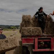 Učni z místní školy se učí základním zemědělským dovednostem na ekologické mléčné farmě Tataiwhetu Trust, která je společným dílem šesti rodin. Ruatoki, Nový Zéland, 14. ledna 2022.