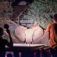 Kategorie Příběh roku: Tommy Trenchard (Panos Pictures) pro NPR.

Konfliktů mezi lidmi a divokými zvířaty v zambijském městě Livingstone přibývá. Je to i důsledkem sucha, kdy lidé stále častěji pronikají na území, která jsou sloni zvyklí využívat.

(Členové Elephant Response Team pozorují slona, 29. srpna 2024.) 